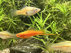 00-0-Copr_2025-Alderhandt.jpg 00-0-Copr_2025-Alderhandtt.jpg