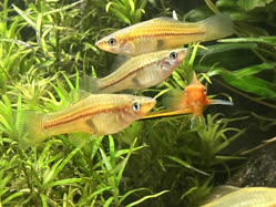 01-0-Copr_2025-Alderhandt.jpg 01-0-Copr_2025-Alderhandtt.jpg