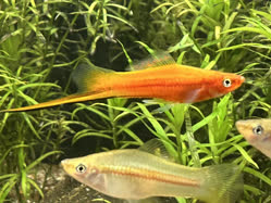 02-0-Copr_2025-Alderhandt.jpg 02-0-Copr_2025-Alderhandtt.jpg