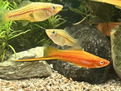 04-0-Copr_2025-Alderhandt.jpg 04-0-Copr_2025-Alderhandtt.jpg