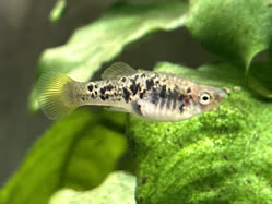 01-0-Copr_2025-Alderhandt.jpg 01-0-Copr_2025-Alderhandtt.jpg