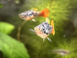 02-0-Copr_2025-Alderhandt.jpg 02-0-Copr_2025-Alderhandtt.jpg