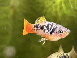 03-0-Copr_2025-Alderhandt.jpg 03-0-Copr_2025-Alderhandtt.jpg