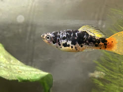 04-0-Copr_2025-Alderhandt.jpg 04-0-Copr_2025-Alderhandtt.jpg