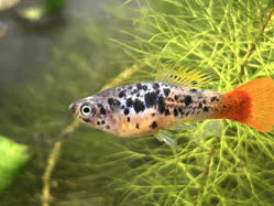 05-0-Copr_2025-Alderhandt.jpg 05-0-Copr_2025-Alderhandtt.jpg