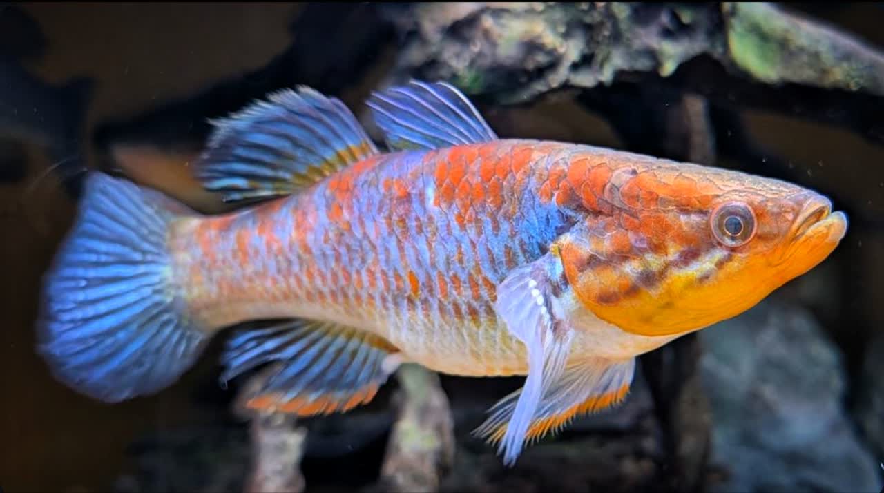 aporocephalus