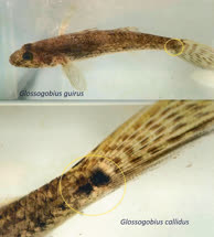 Glossogobius callidus