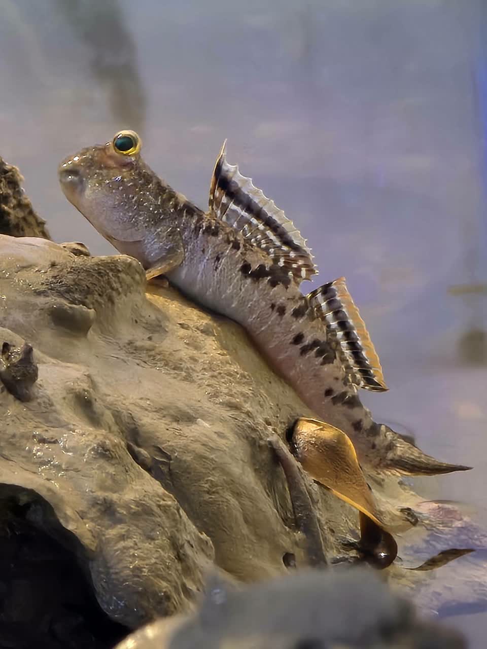 argentilineatus