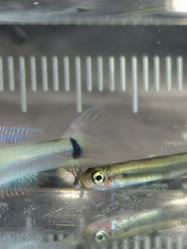 Ptereleotrinae