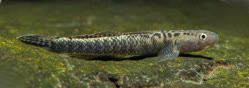 00-0-Copr_2026-FLOW_Hillstream_Shop_THt.jpg