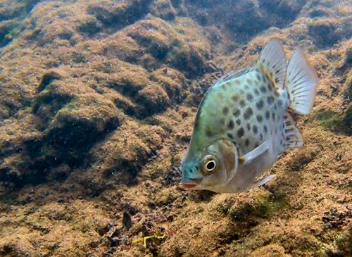 Scatophagus