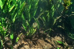 00-0-Copr_2020-Aquarimaniakt.jpg