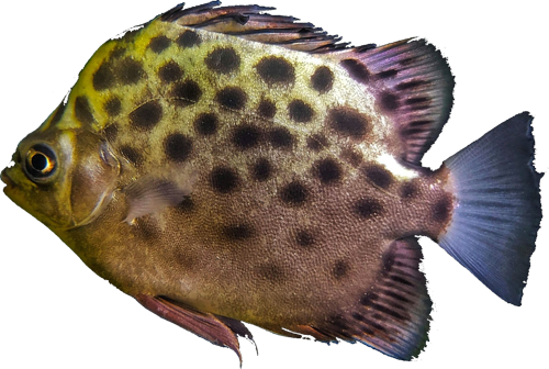 Scatophagidae