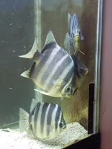 tetracanthus