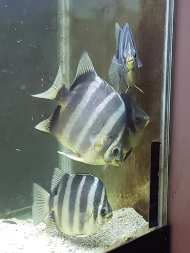 tetracanthus