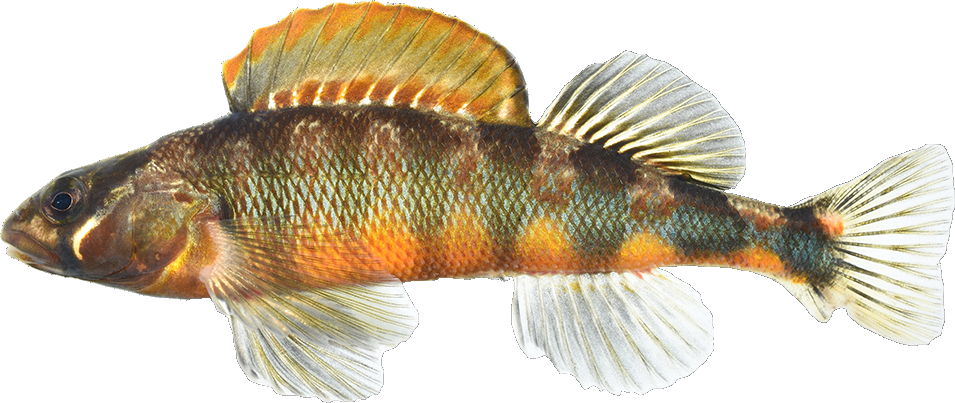 Etheostoma