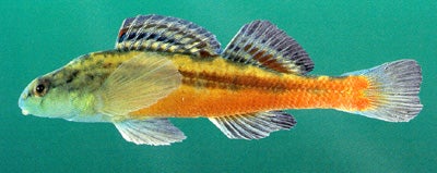 zonistium