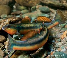 02-0-Copr_2018-Unknown.jpg