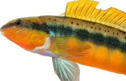 auriantiata