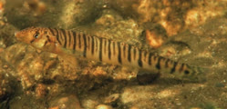 jenkinsi
