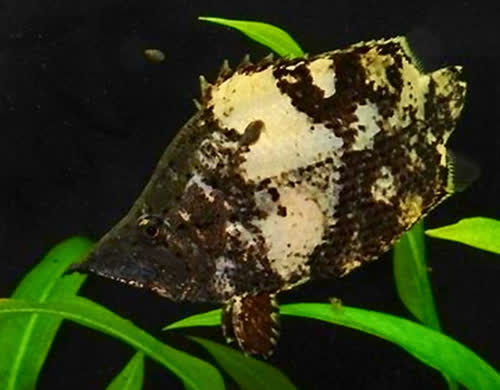 Monocirrhus