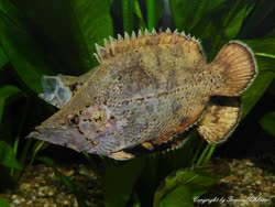 02-0-Copr_2020-Jan_Wirent.jpg