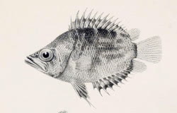00-0-Copr_1901-Boulengert.jpg
