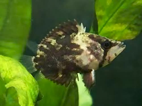 Polycentropsis