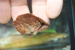00-0-Copr_2022-Aquariamaniact.jpg