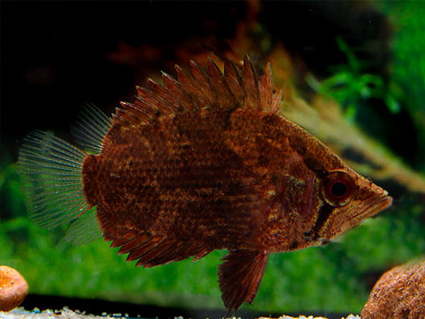 abbreviata