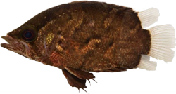 00-0-Copr_2020-Russell_Tatet.png