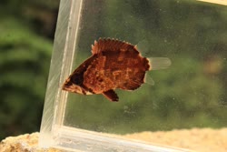 abbreviata