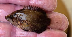 schomburgkii