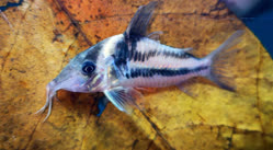 bifasciatus