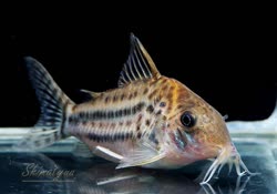 02-0-Copr_2017-Shimatyaat.jpg