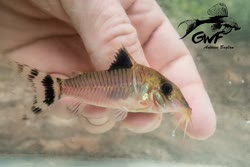 00-0-Copr_2017-GuyaneWildFisht.jpg