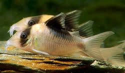 00-0-Copr_Aquarium_Glasert.jpg