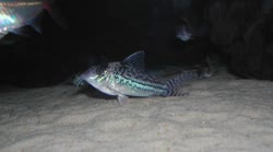 incolicana
