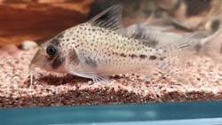 orphnopterus