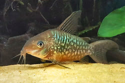 pantanalensis