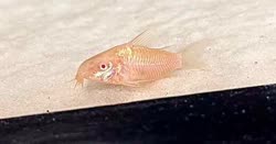 albino