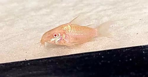 albino