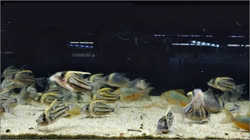 02-0-Copr_2017-Aqua-F-Tokyot.jpg