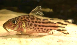 robinae