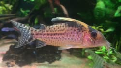 robustus