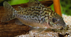 00-0-Copr_2017-Aquarium_Glasert.jpg