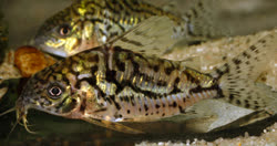 01-0-Copr_2017-Aquarium_Glasert.jpg