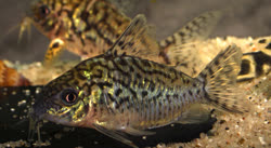 02-0-Copr_2017-Aquarium_Glasert.jpg