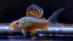 splendens