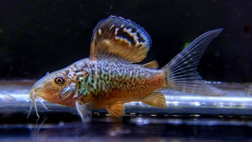 juvenile